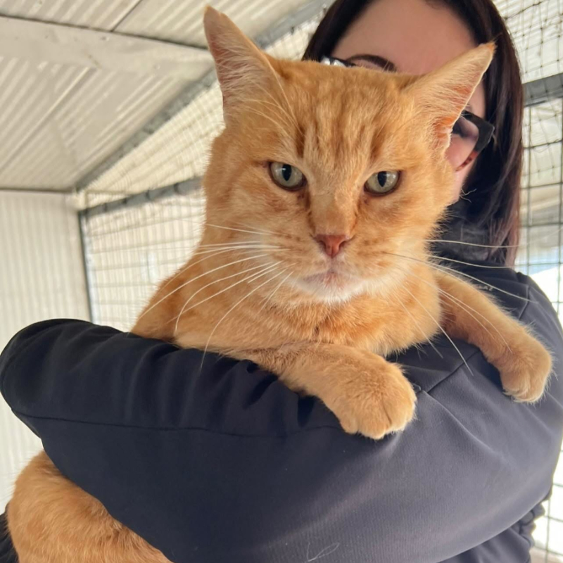 Artù, una nuova casa, un nuovo inizio | Associazione Le Sfigatte