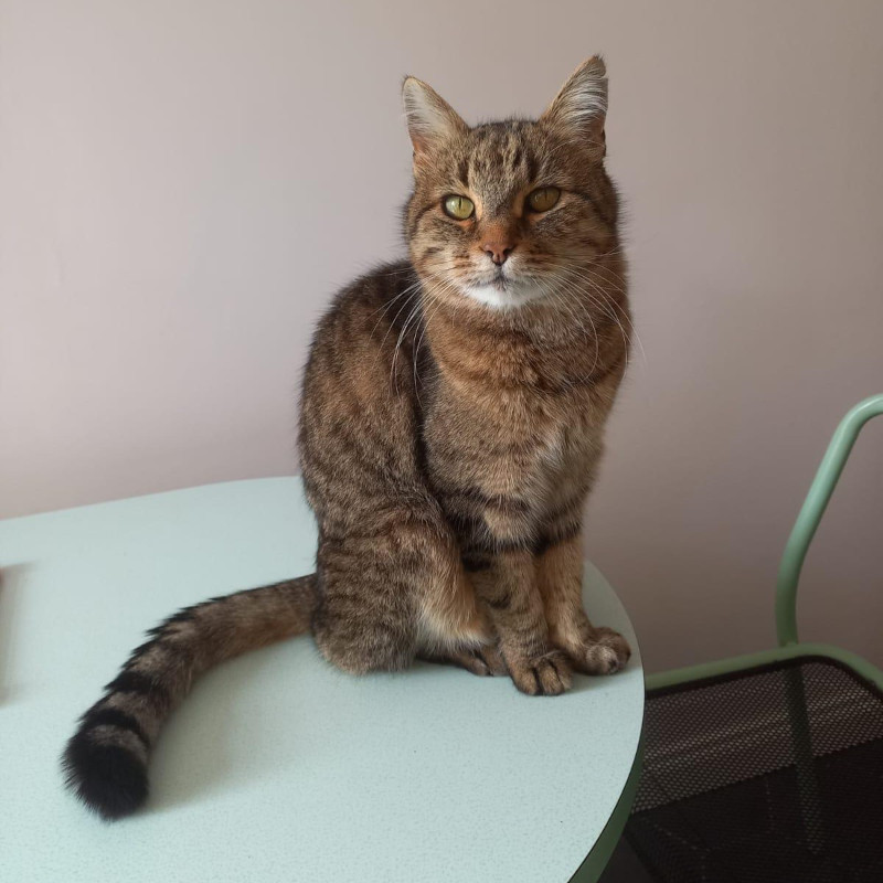 gatti adottati Le Sfigatte