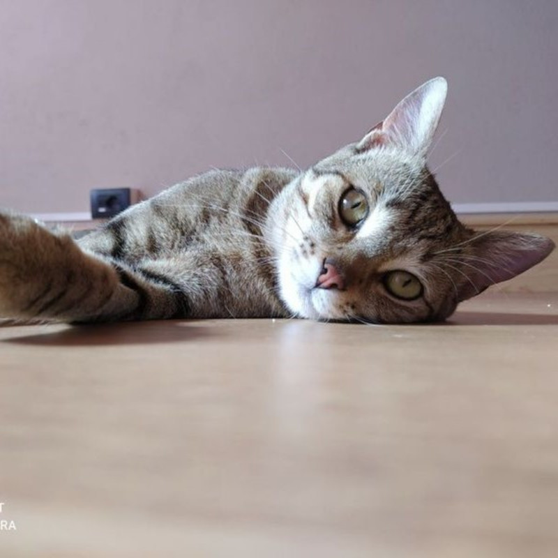 gatti adottati Le Sfigatte