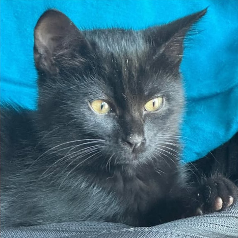 gatti adottati Le Sfigatte