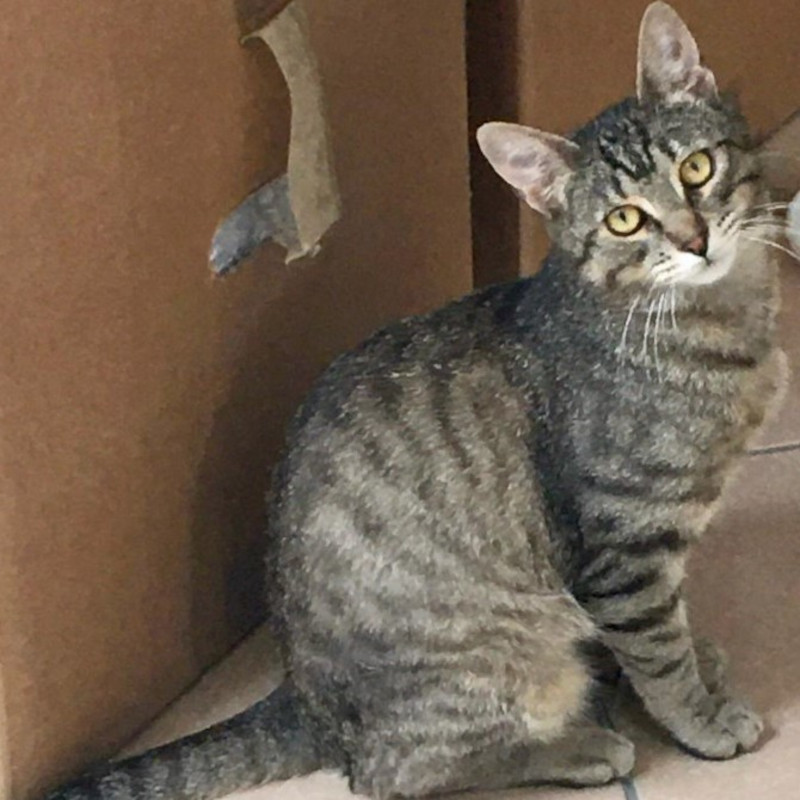 gatti adottati Le Sfigatte