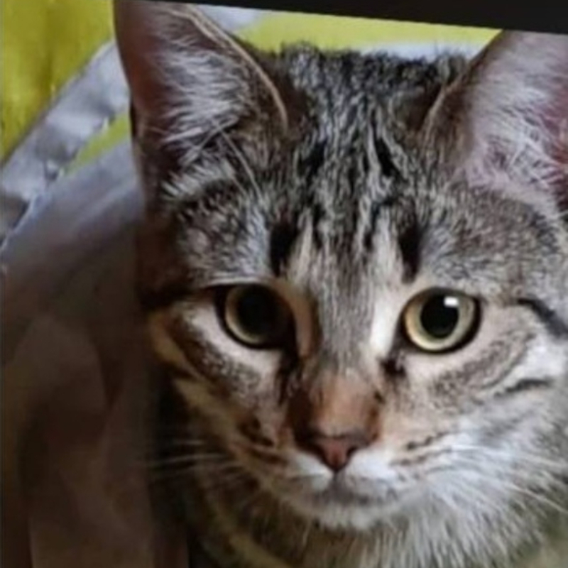 Asha, in cerca di adozione | Associazione Le Sfigatte