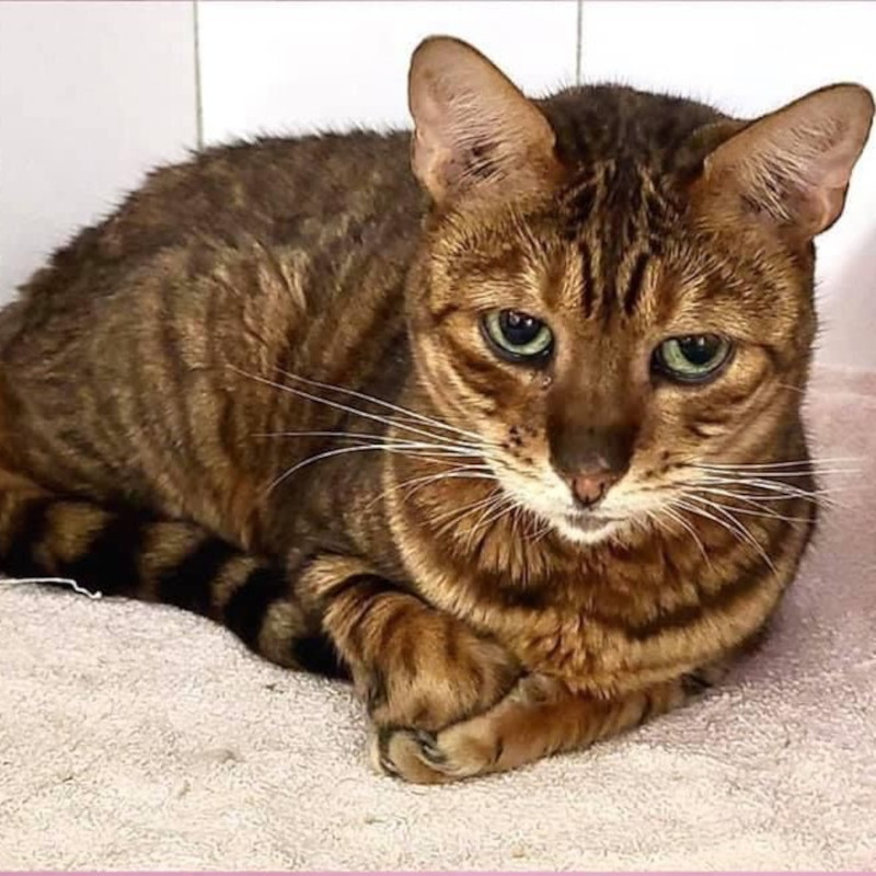 gatti adottati Le Sfigatte
