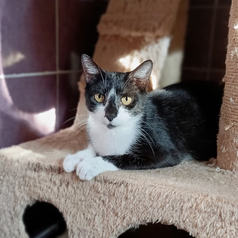 gatti adottati Le Sfigatte