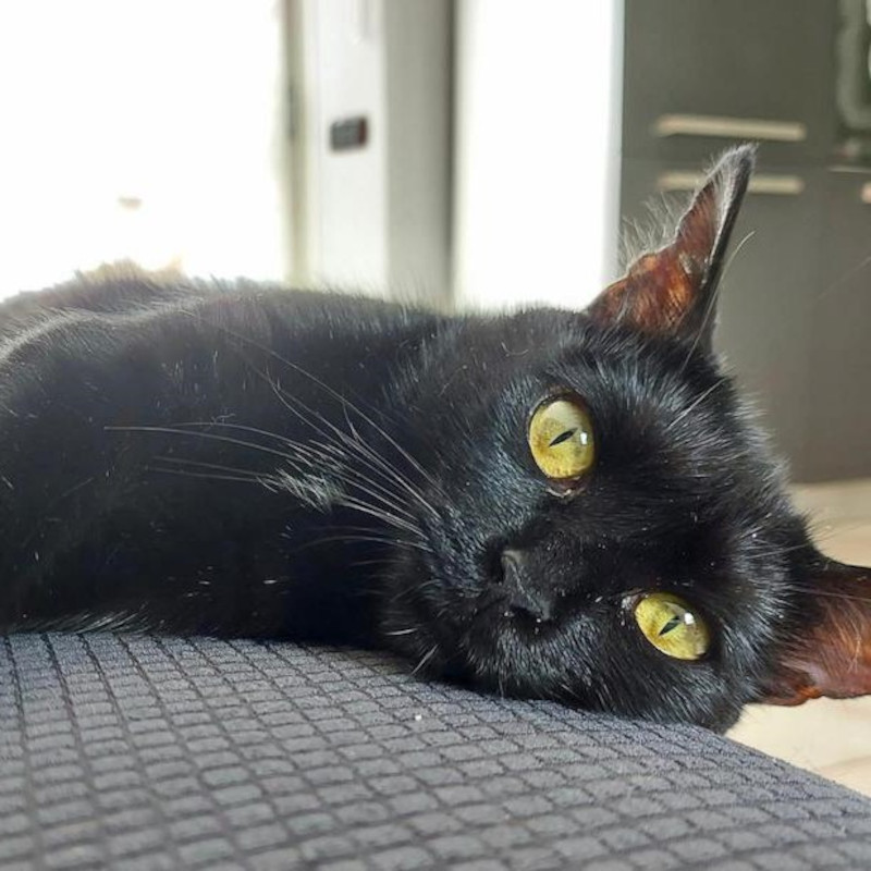 gatti adottati Le Sfigatte