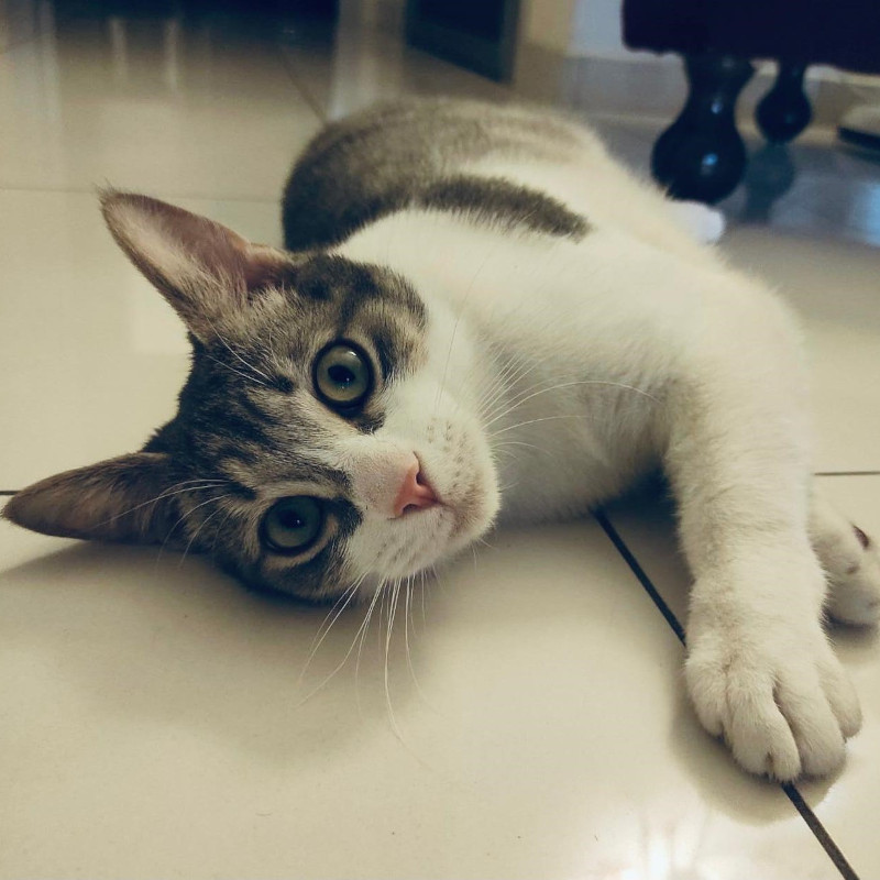 gatti adottati Le Sfigatte
