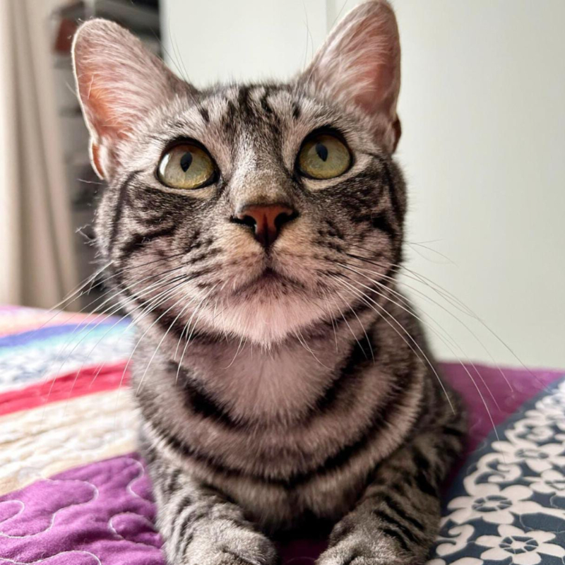 gatti da adottare Le Sfigatte