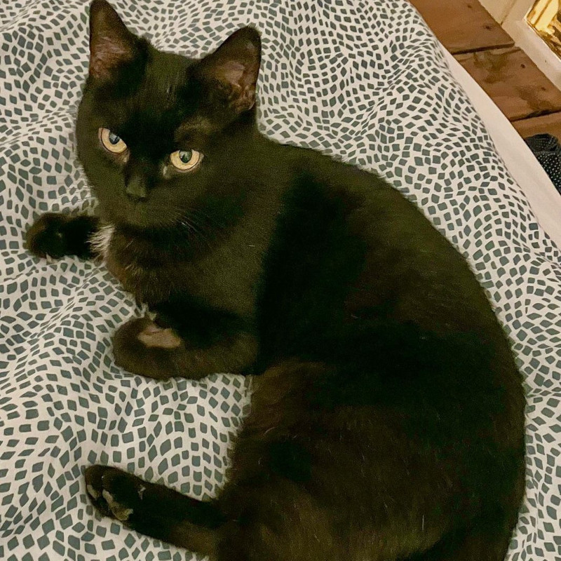 gatti adottati Le Sfigatte