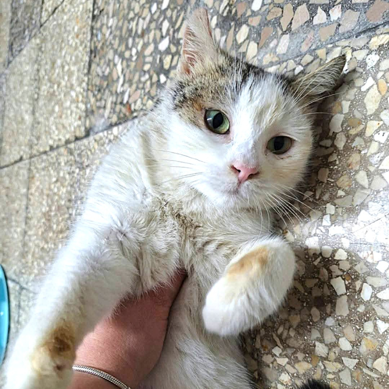 gatti adottati Le Sfigatte
