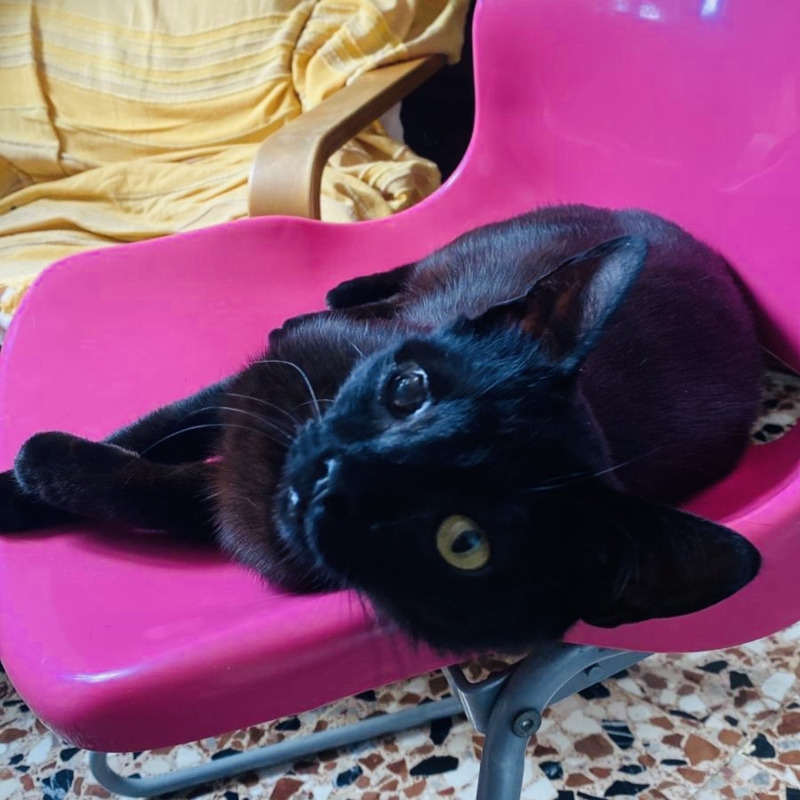 gatti adottati Le Sfigatte