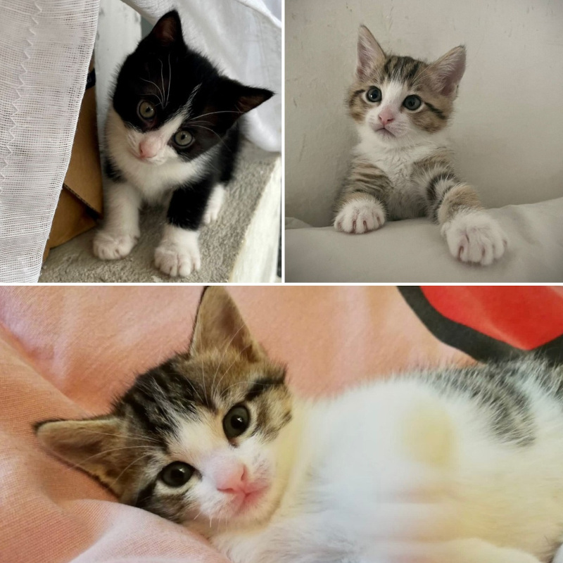 gatti adottati Le Sfigatte