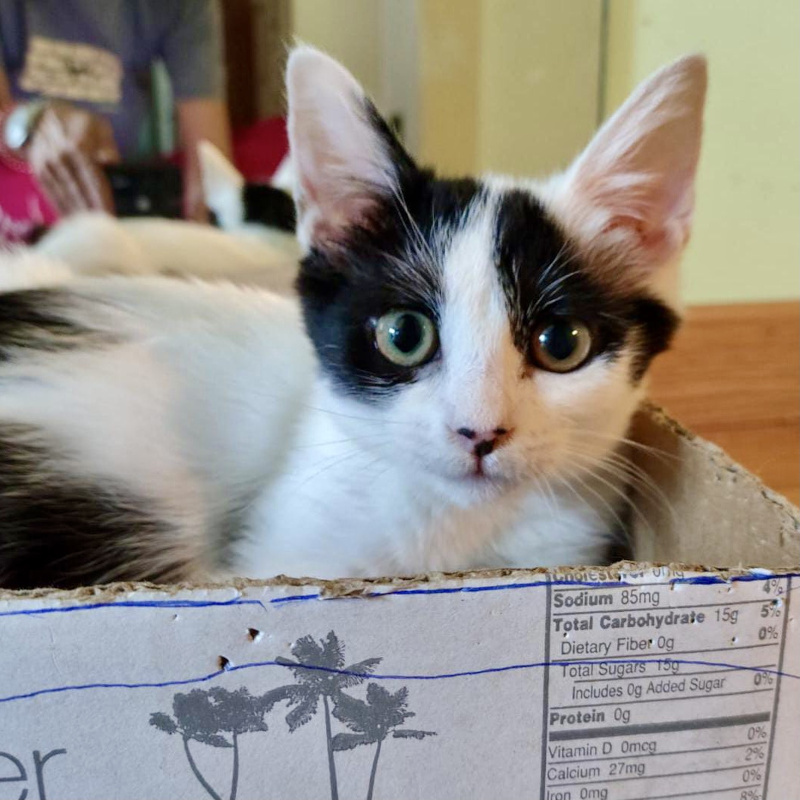gatti adottati Le Sfigatte