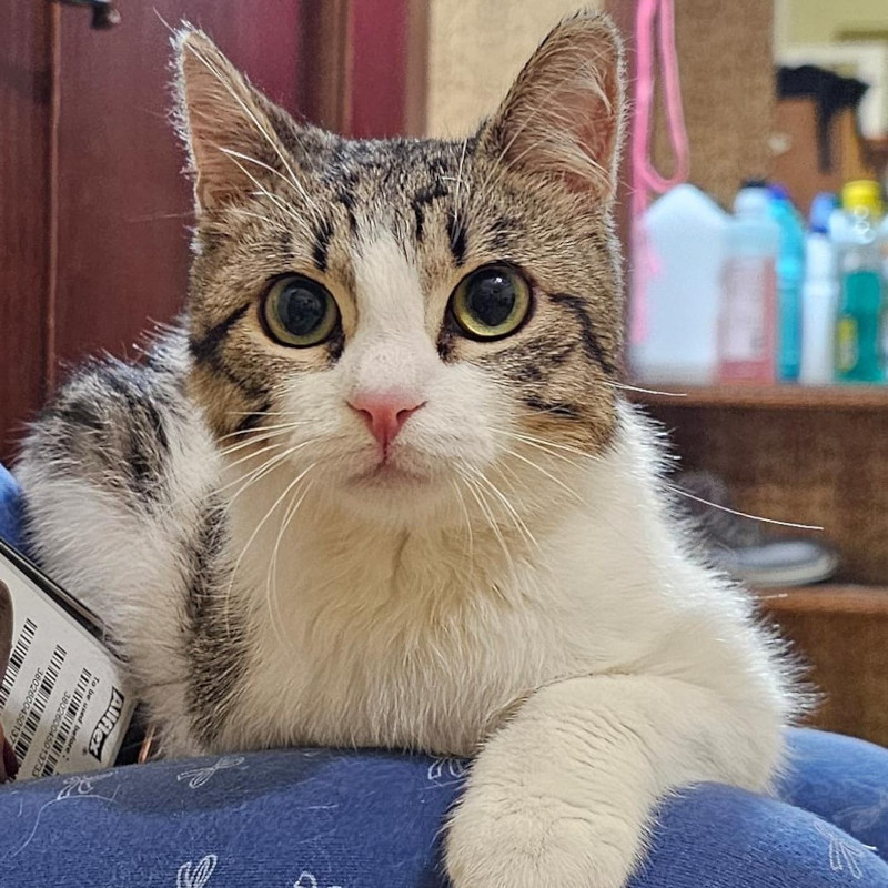 gatti adottati Le Sfigatte