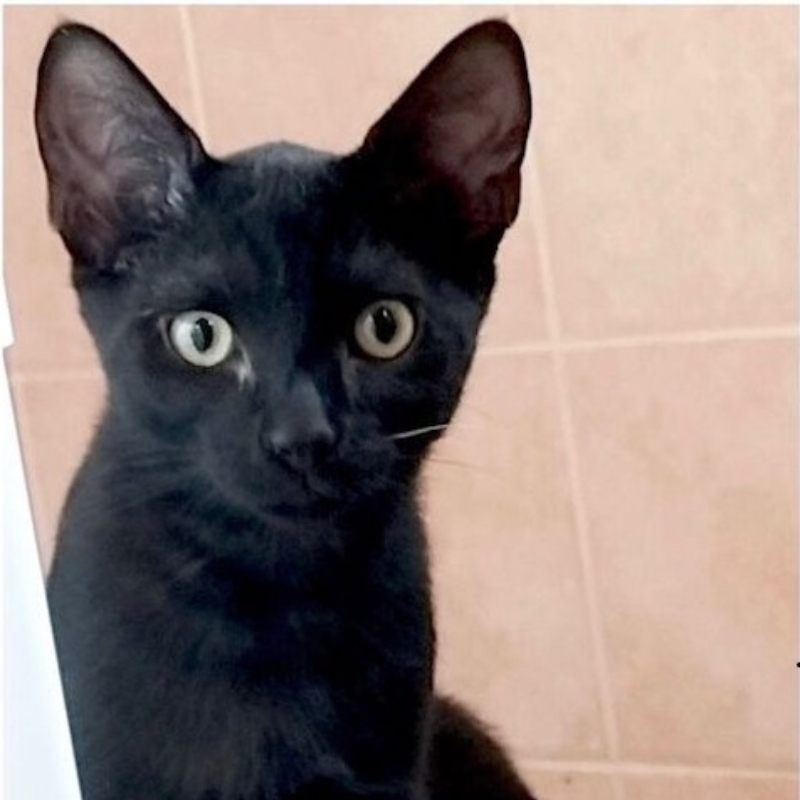 gatti adottati Le Sfigatte