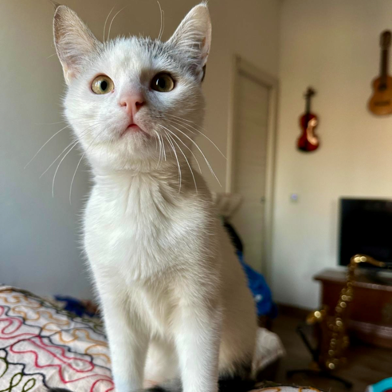 Bagigio, in cerca di adozione | Associazione Le Sfigatte