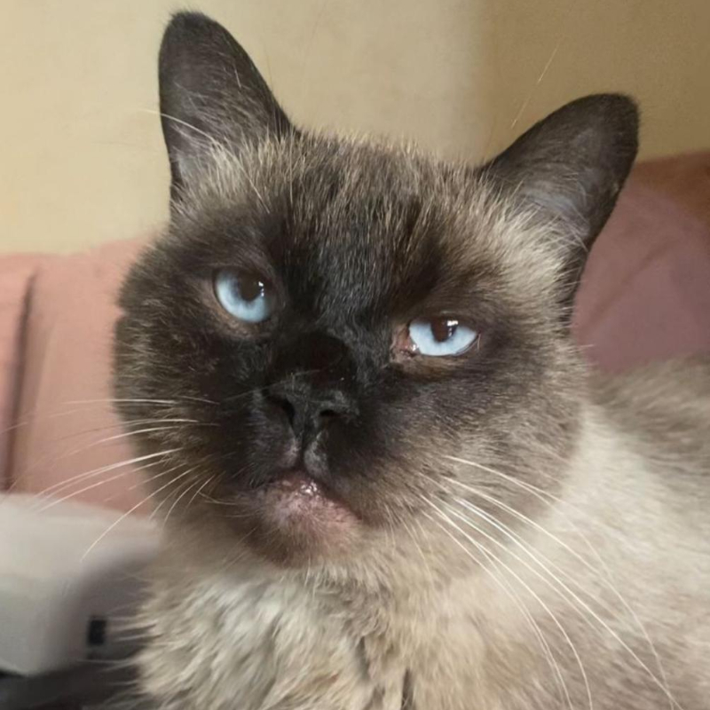 gatti adottati Le Sfigatte