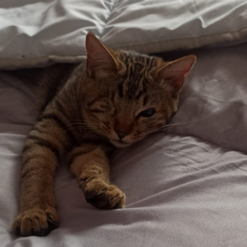 gatti adottati Le Sfigatte
