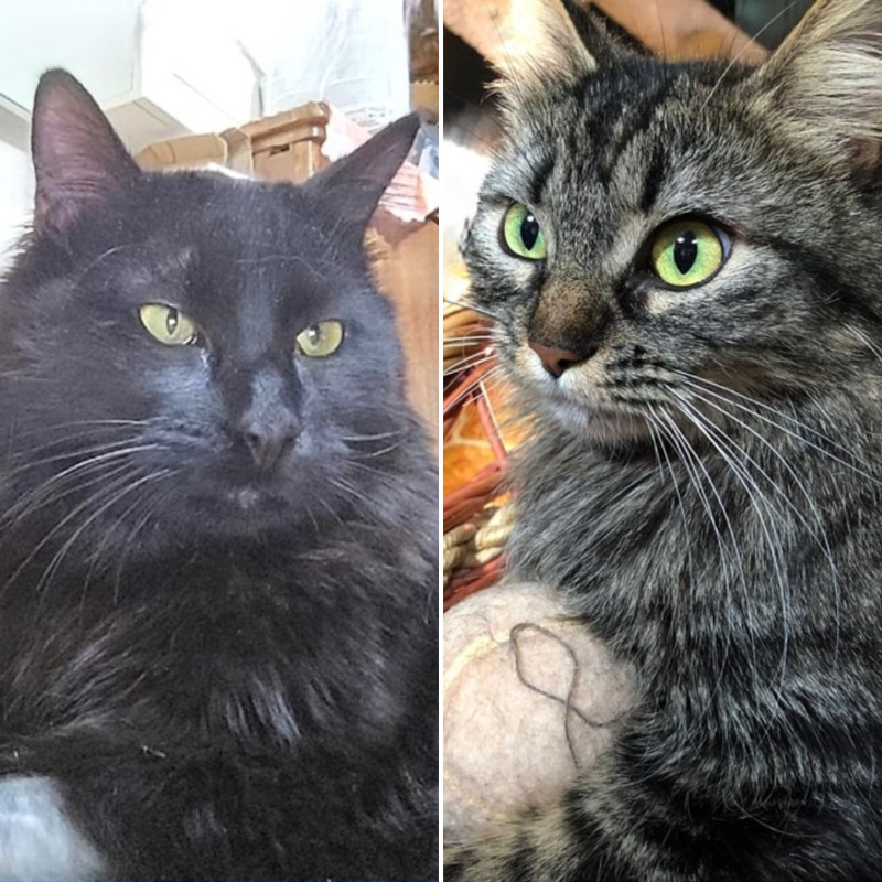 gatti adottati Le Sfigatte