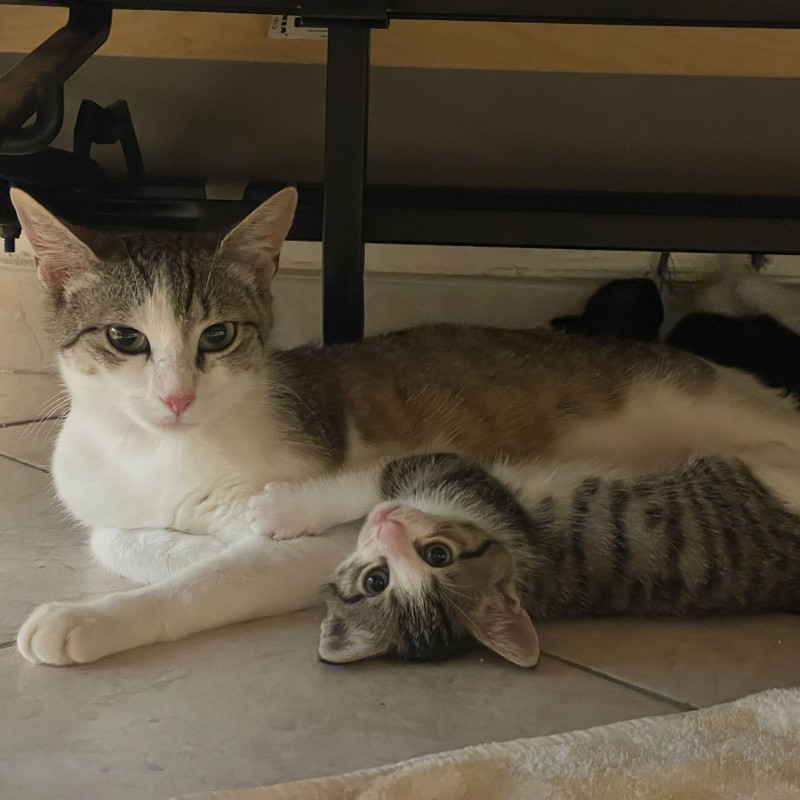 gatti adottati Le Sfigatte