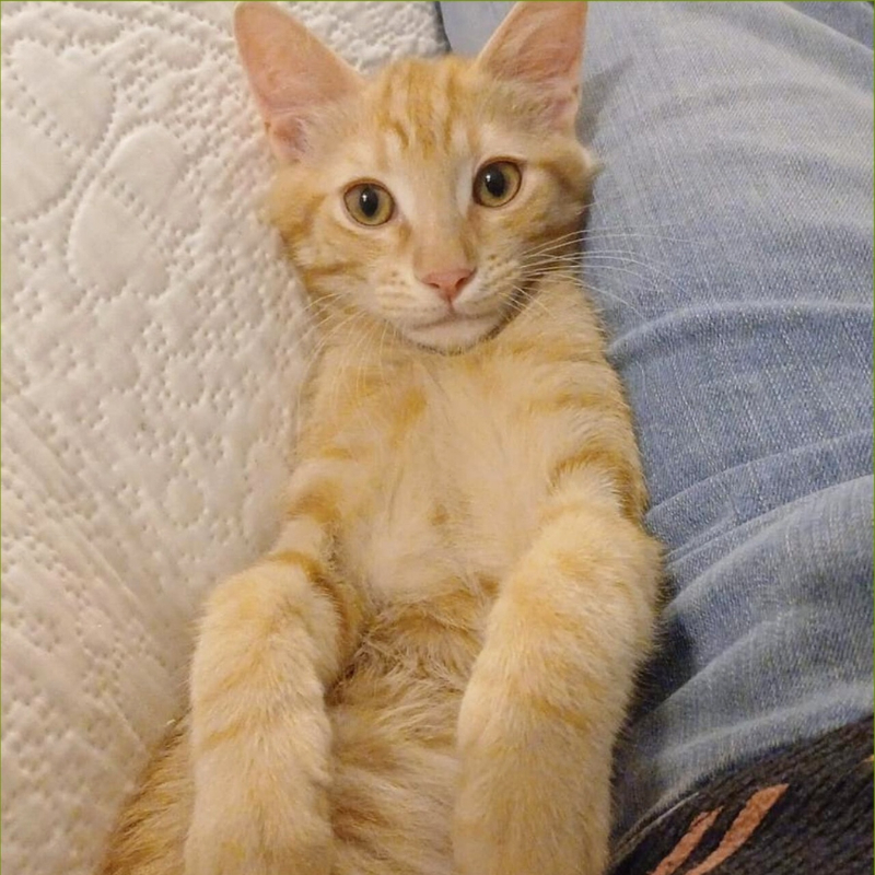 gatti adottati Le Sfigatte