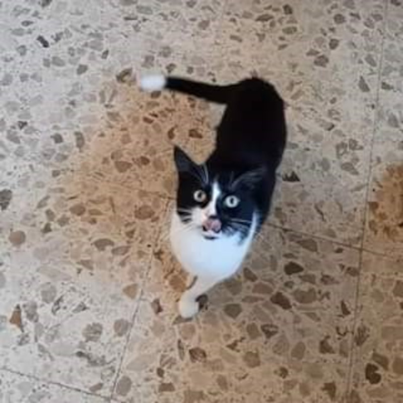 gatti adottati Le Sfigatte
