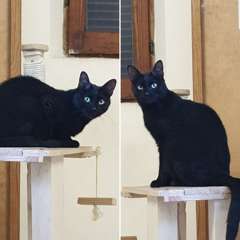 gatti adottati Le Sfigatte