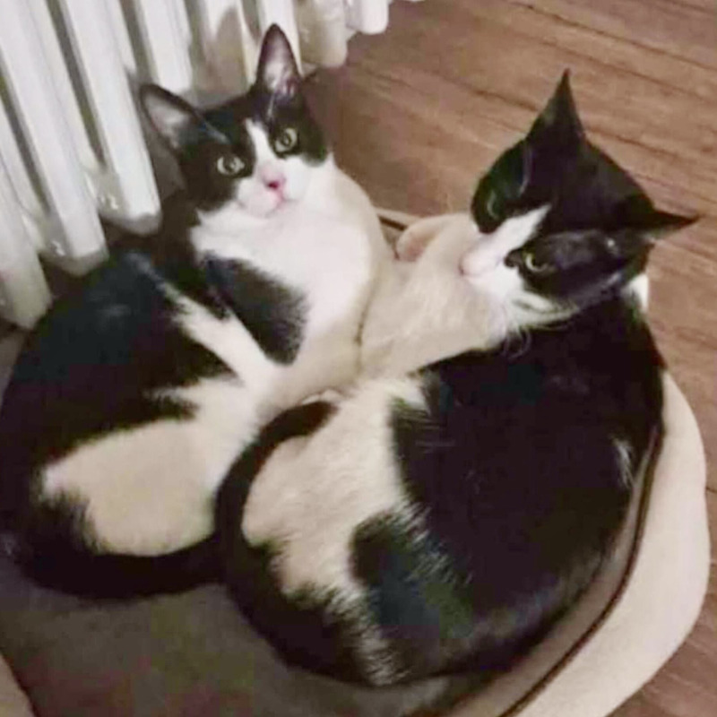 gatti adottati Le Sfigatte