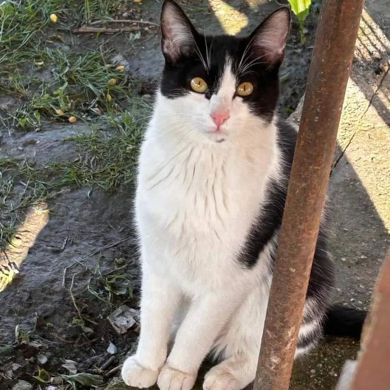 Adotta a distanza Bay | Associazione Le Sfigatte