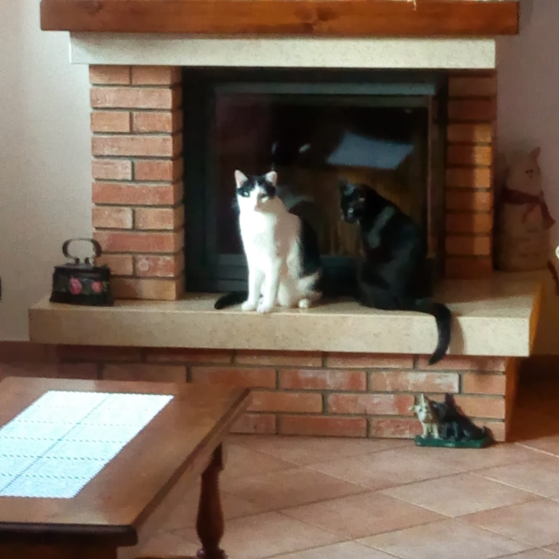 gatti adottati Le Sfigatte