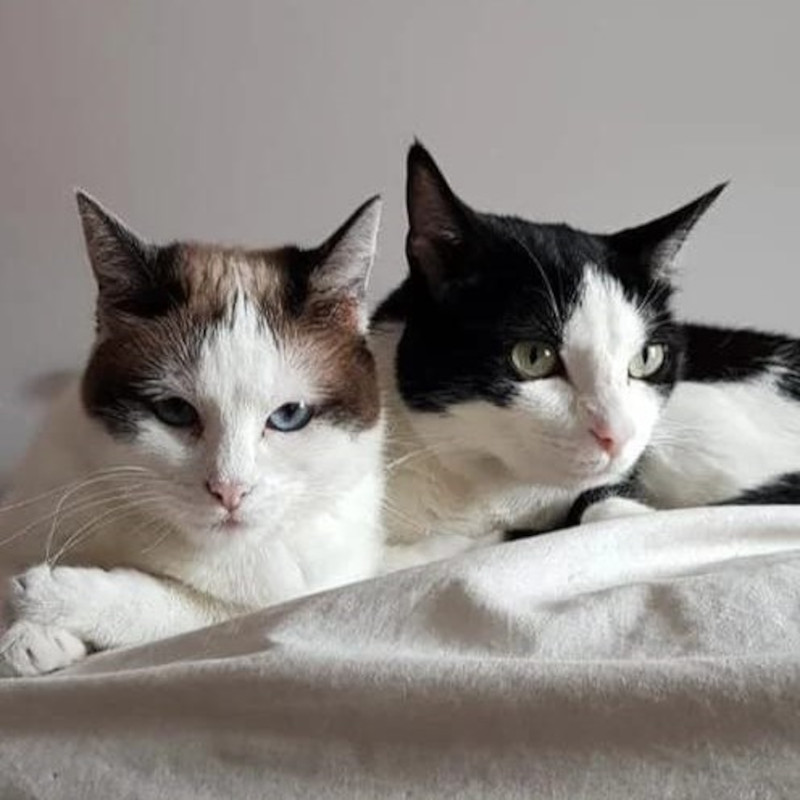gatti adottati Le Sfigatte