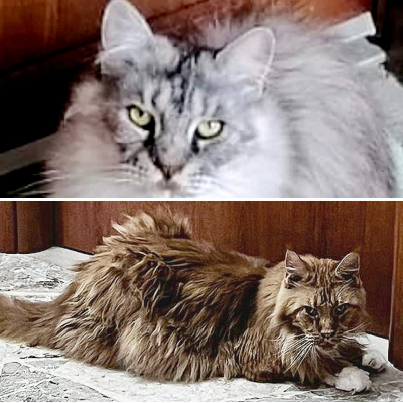 gatti adottati Le Sfigatte