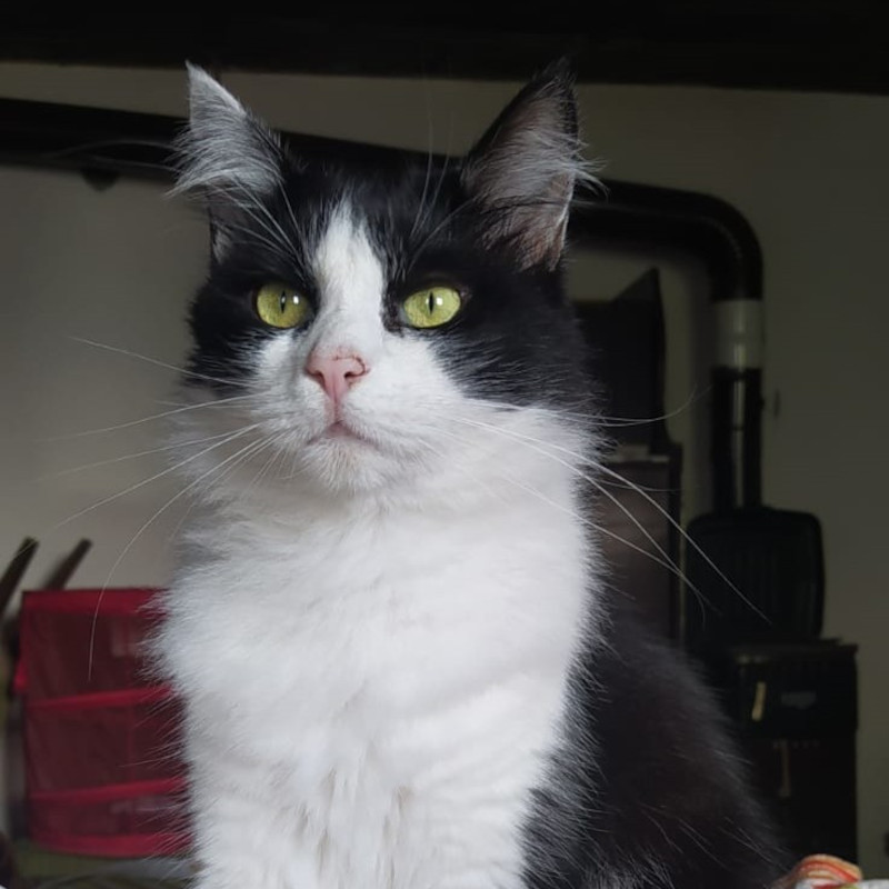gatti da adottare Le Sfigatte