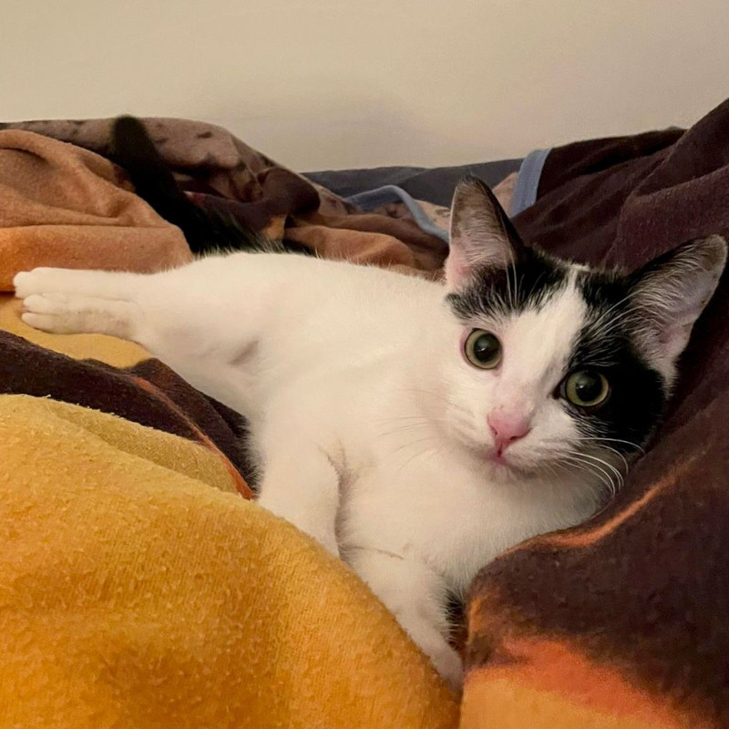 gatti adottati Le Sfigatte