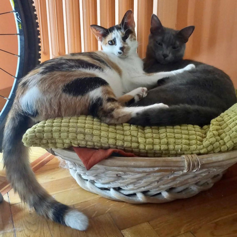 gatti adottati Le Sfigatte