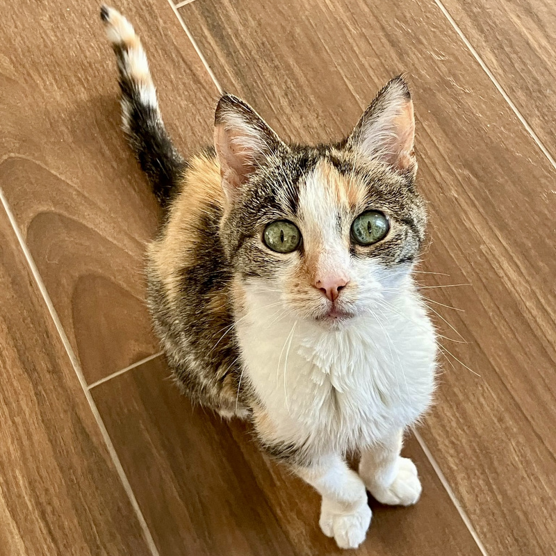 gatti adottati Le Sfigatte