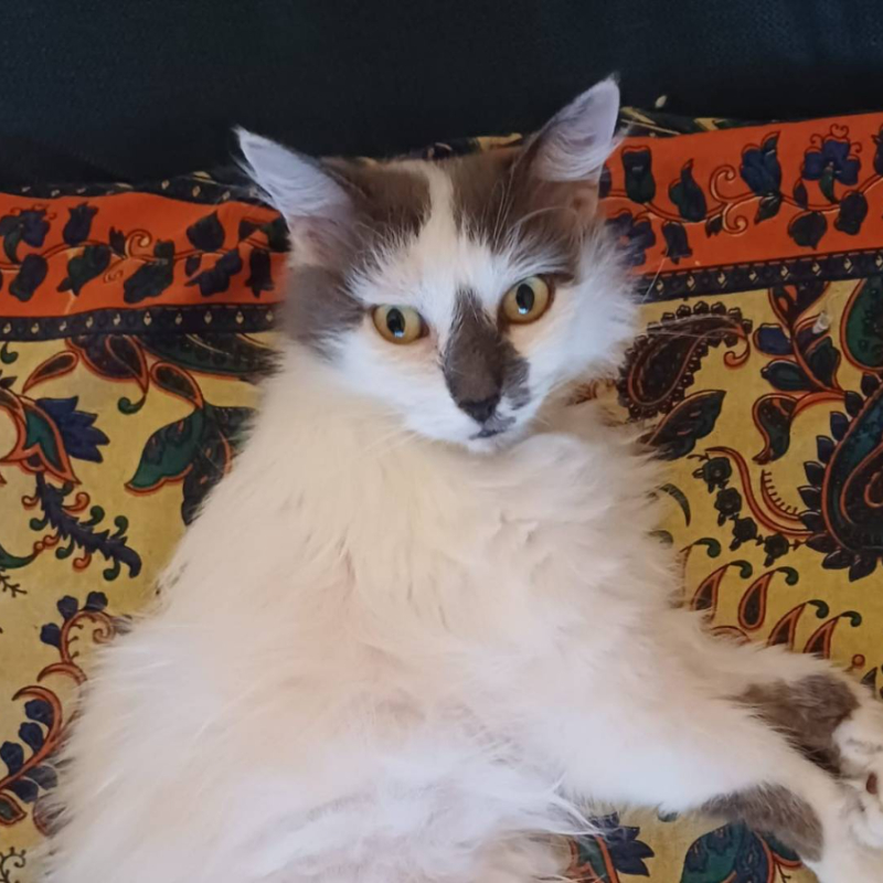 gatti da adottare Le Sfigatte