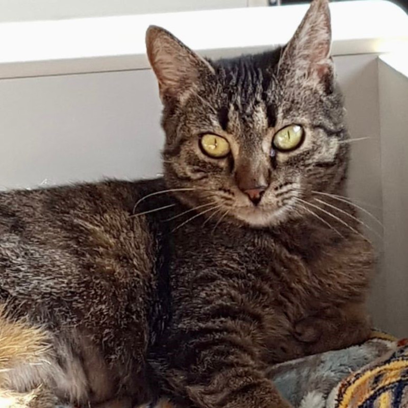 gatti adottati Le Sfigatte