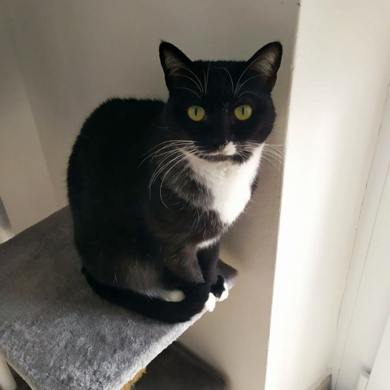 gatti da adottare Le Sfigatte