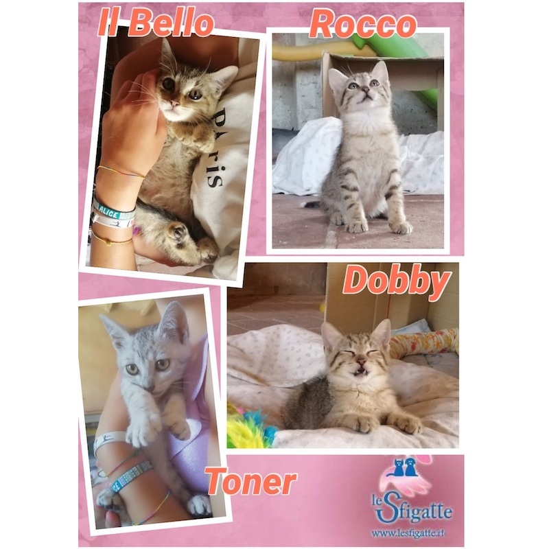 gatti adottati Le Sfigatte