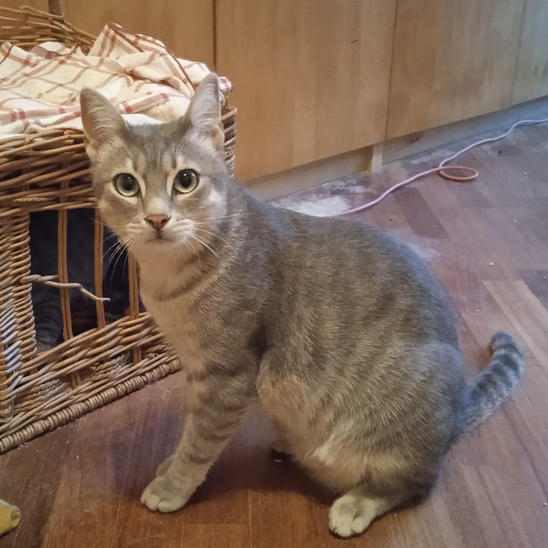 gatti adottati Le Sfigatte