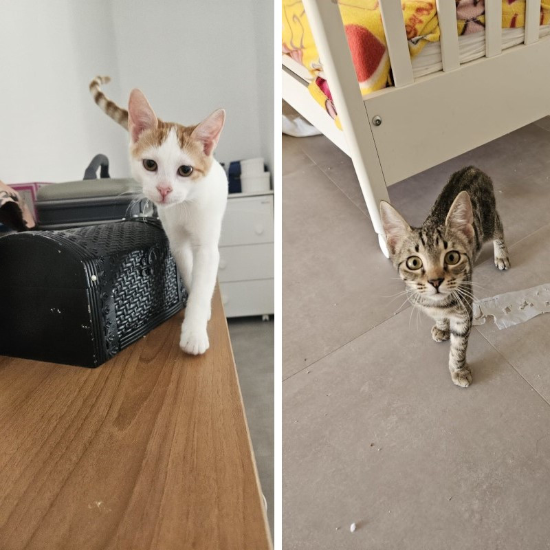 gatti adottati Le Sfigatte