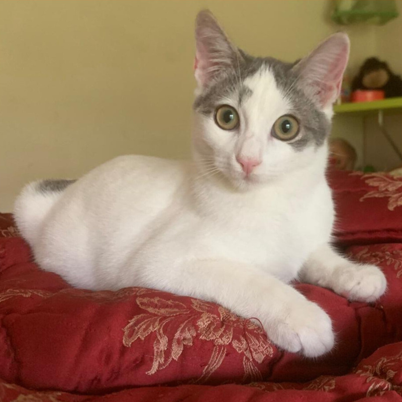 Benny, in cerca di adozione tramite Associazione Le Sfigatte