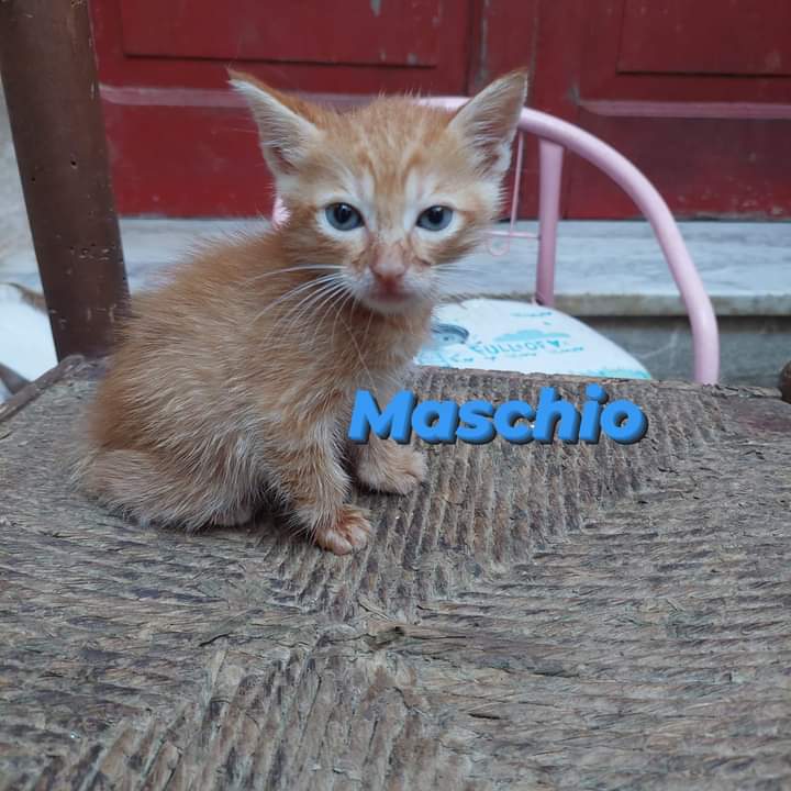 gatti adottati Le Sfigatte