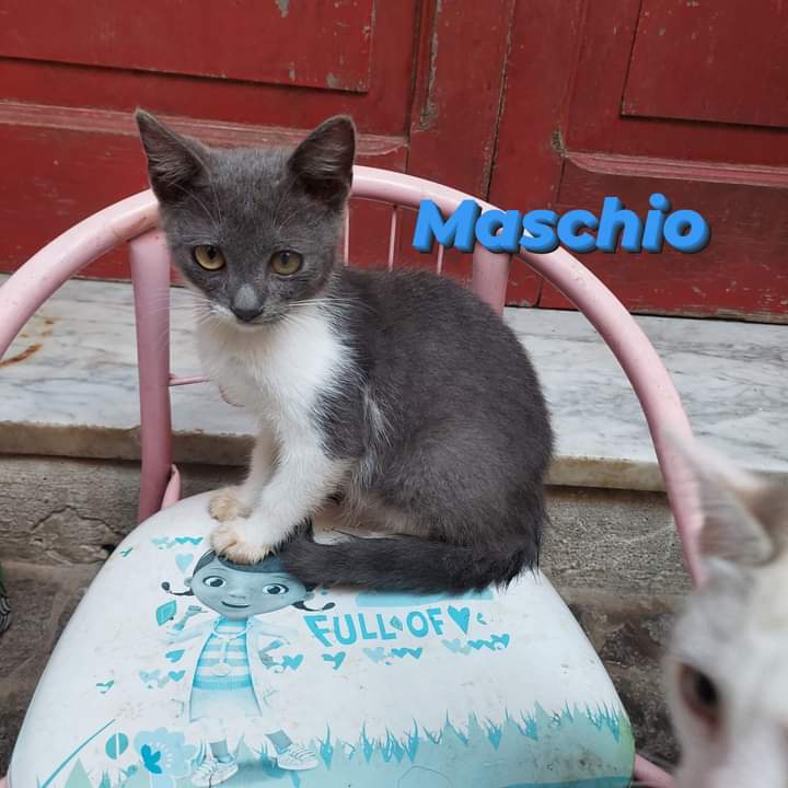 gatti adottati Le Sfigatte