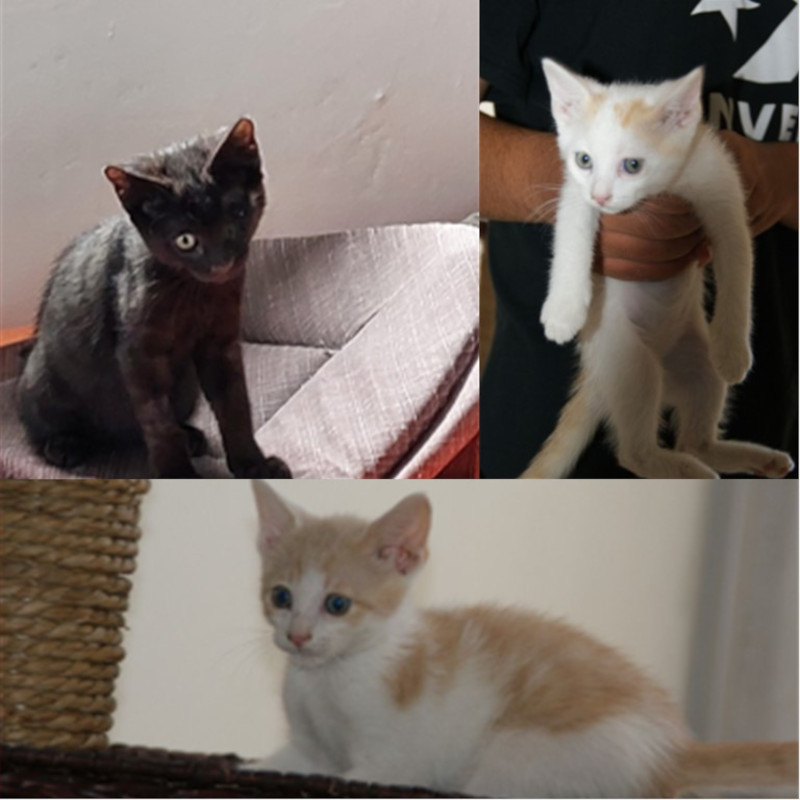 gatti adottati Le Sfigatte