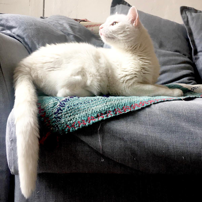 gatti adottati Le Sfigatte