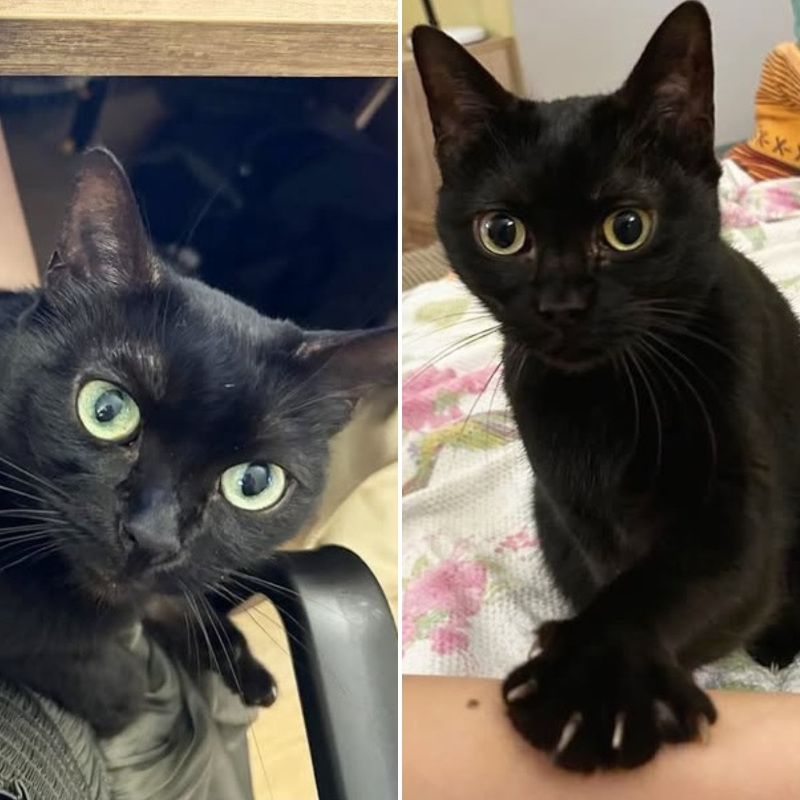 Bess e Eloise, in cerca di adozione tramite Associazione Le Sfigatte