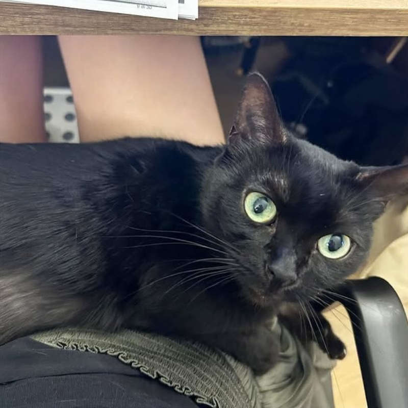 Bess, in cerca di adozione | Associazione Le Sfigatte