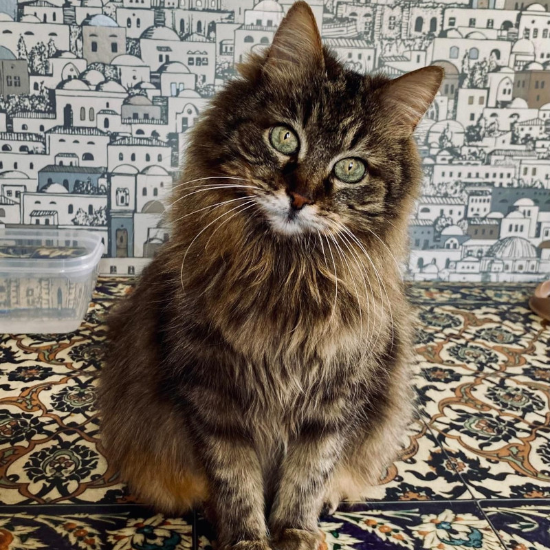 gatti adottati Le Sfigatte