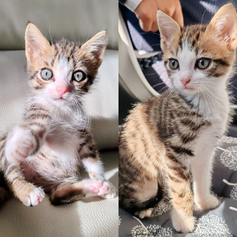 gatti adottati Le Sfigatte